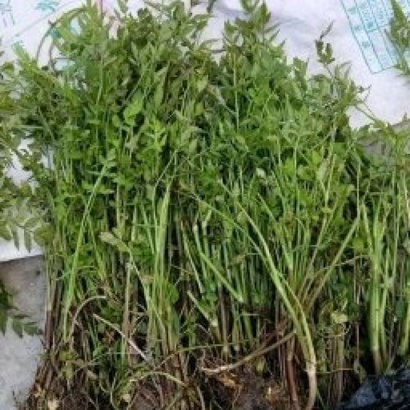 水芹菜佳颖园艺自产自销水芹菜基地大量供应