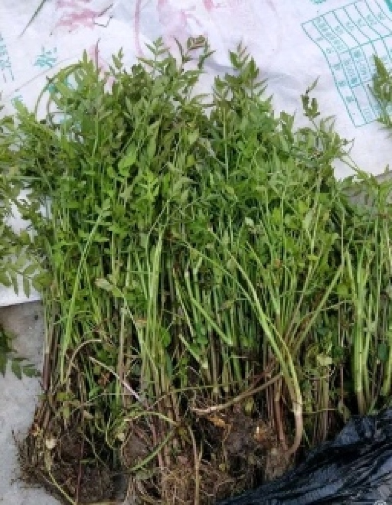 水芹菜佳颖园艺自产自销水芹菜基地大量供应