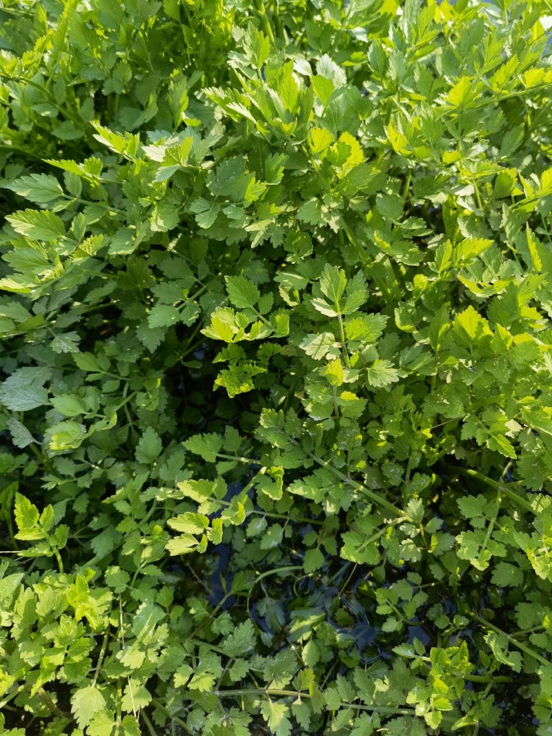 水芹菜佳颖园艺自产自销水芹菜基地大量供应