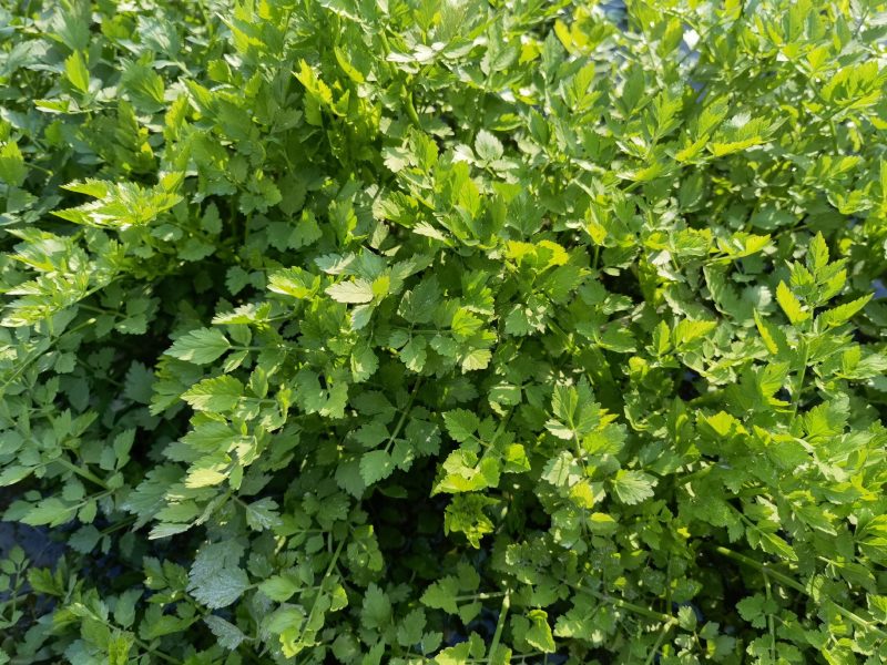 水芹菜佳颖园艺自产自销水芹菜基地大量供应