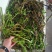 水芹菜佳颖园艺自产自销水芹菜基地大量供应