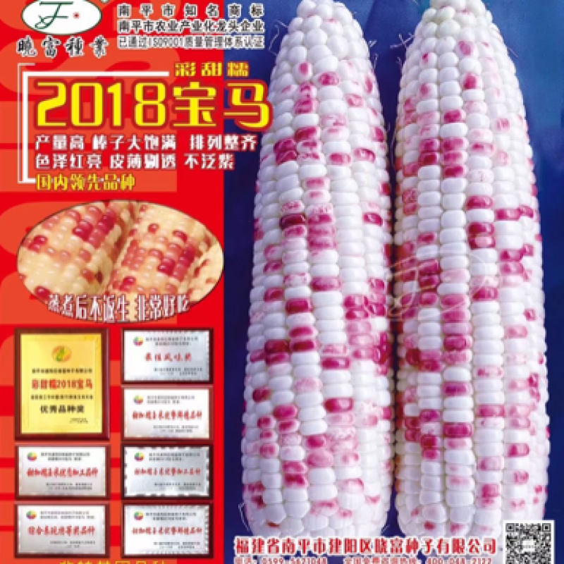 【正宗】晓富种业宝马2018/天贵糯937彩甜糯玉米种子