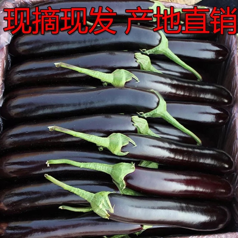 黑茄精品长茄大量供应产地批发货源充足代发全国