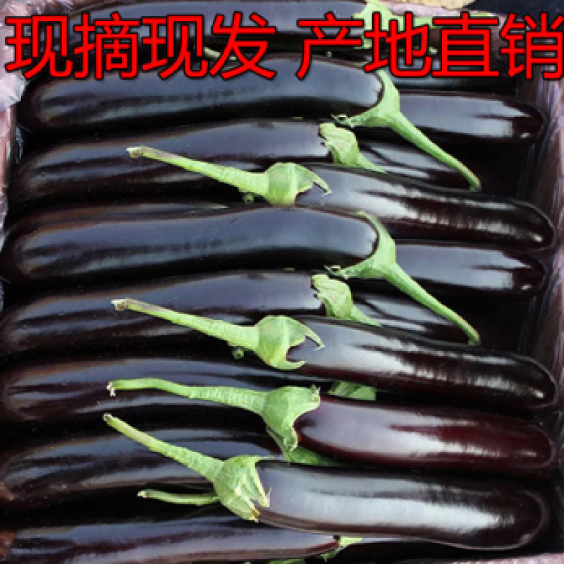 黑茄精品长茄大量供应产地批发货源充足代发全国