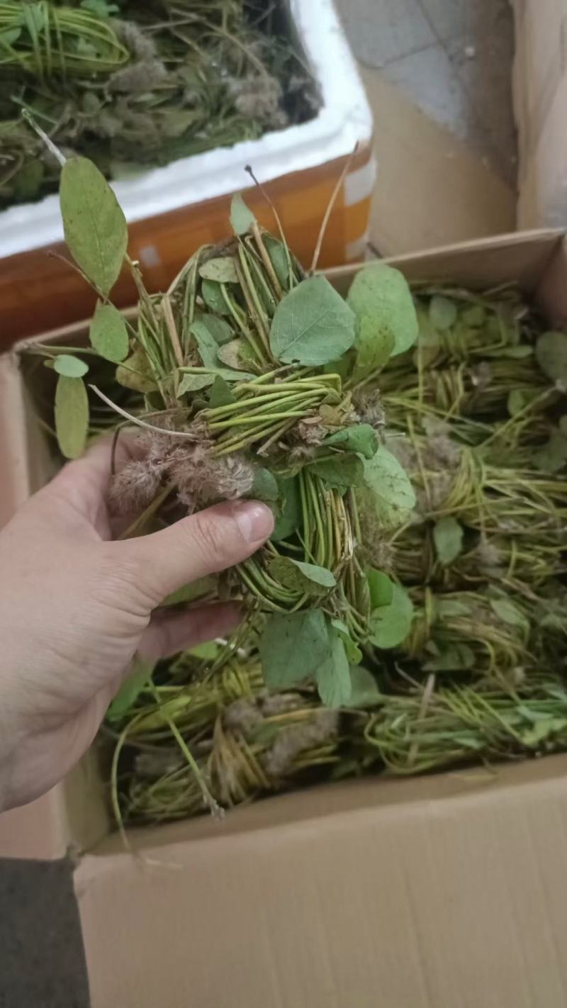 【精选】狸尾草批发零售2024新货
