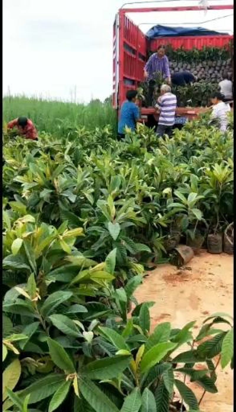 枇杷营养杯苗大小规格齐全，各种手续齐全，一手货原
