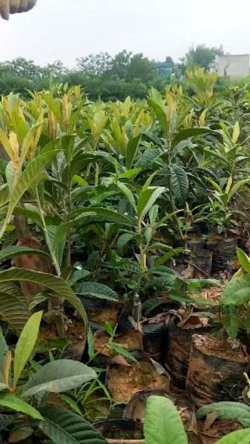 枇杷营养杯苗大小规格齐全，各种手续齐全，一手货原