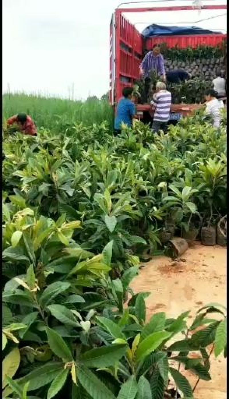枇杷营养杯苗大小规格齐全，各种手续齐全，一手货原
