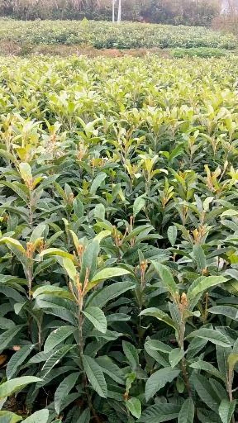 枇杷营养杯苗大小规格齐全，各种手续齐全，一手货原