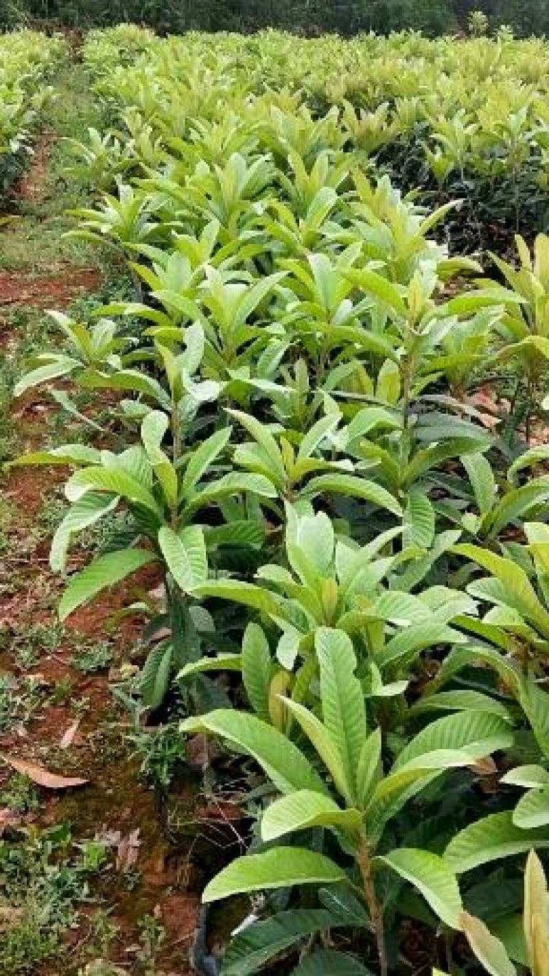枇杷营养杯苗大小规格齐全，各种手续齐全，一手货原