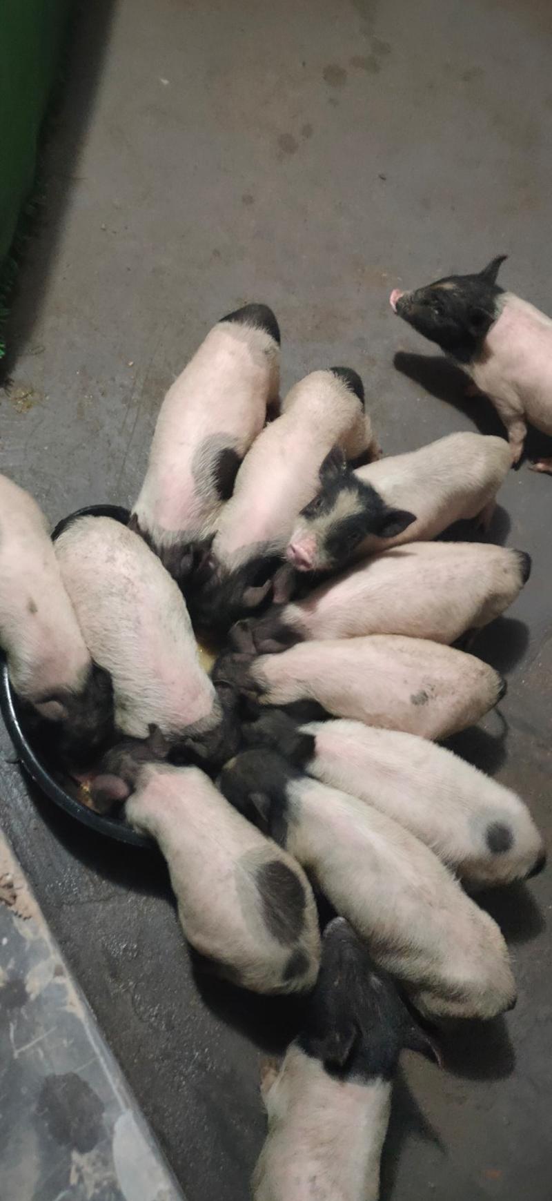 常年出售巴马香猪果园散养巴马香猪藏香猪猪苗种猪阉割商品猪