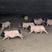 常年出售巴马香猪果园散养巴马香猪藏香猪猪苗种猪阉割商品猪