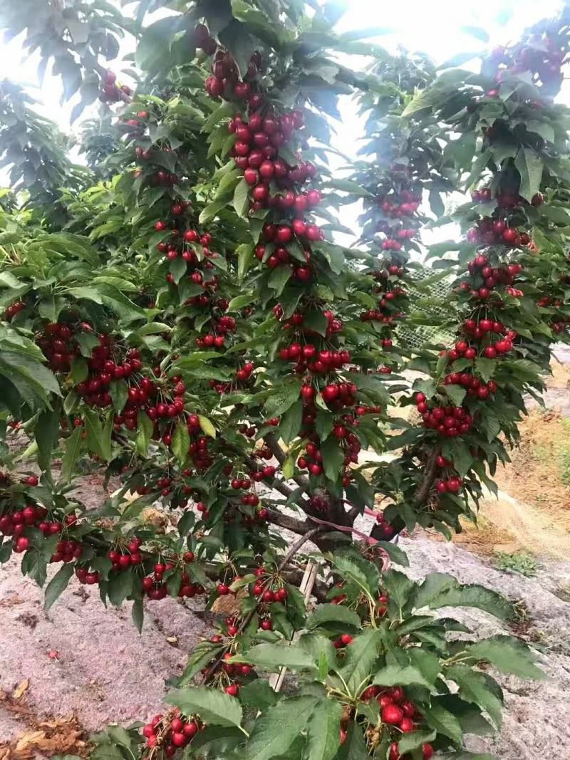 车里子矮化大樱桃苗:俄罗斯八号樱桃苗苗，黑珍珠，美早。