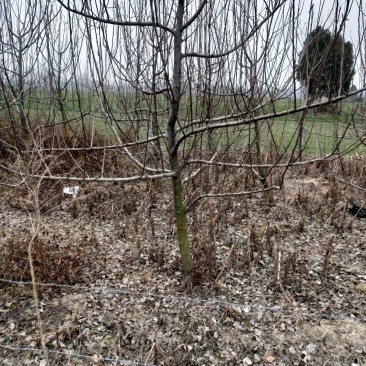 苹果树出售300棵