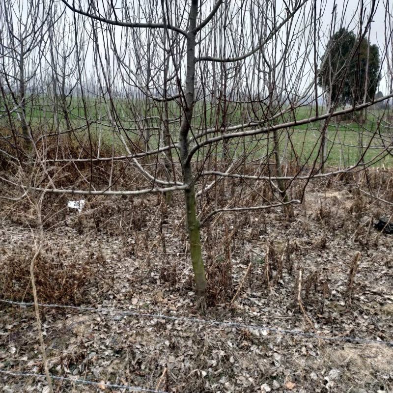 苹果树出售300棵