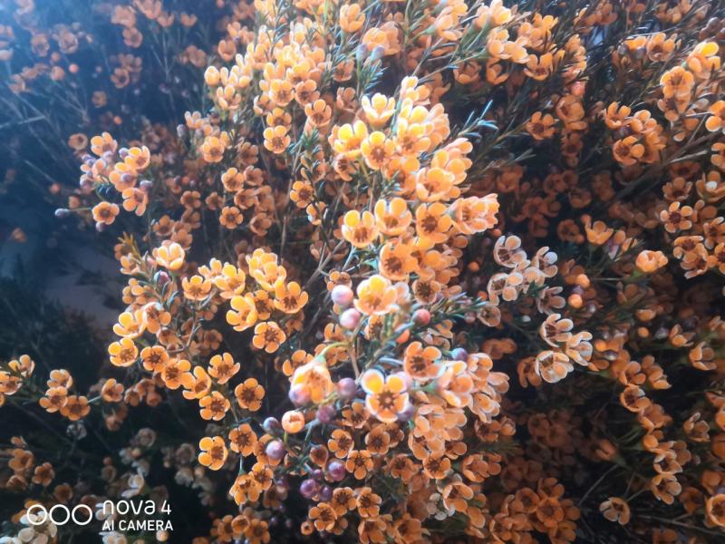美美滴澳洲腊梅