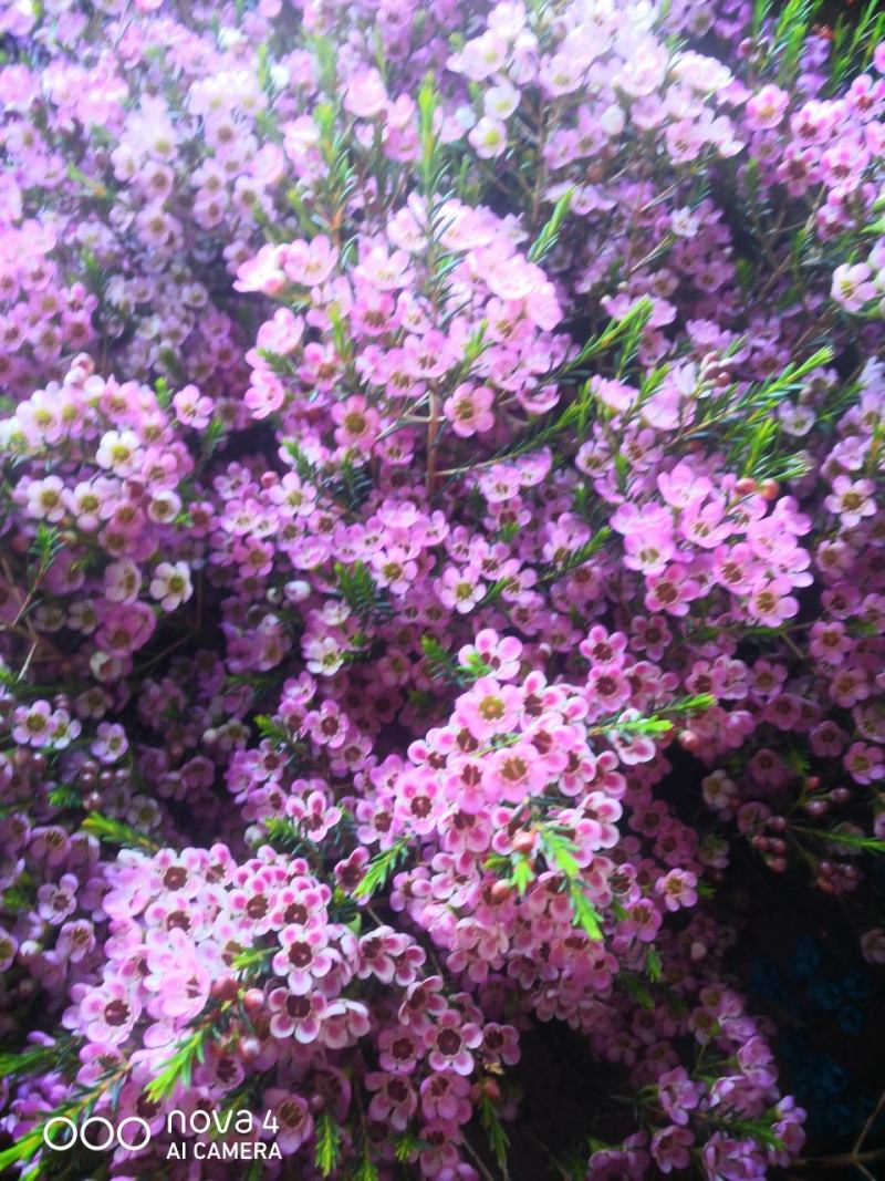 美美滴澳洲腊梅