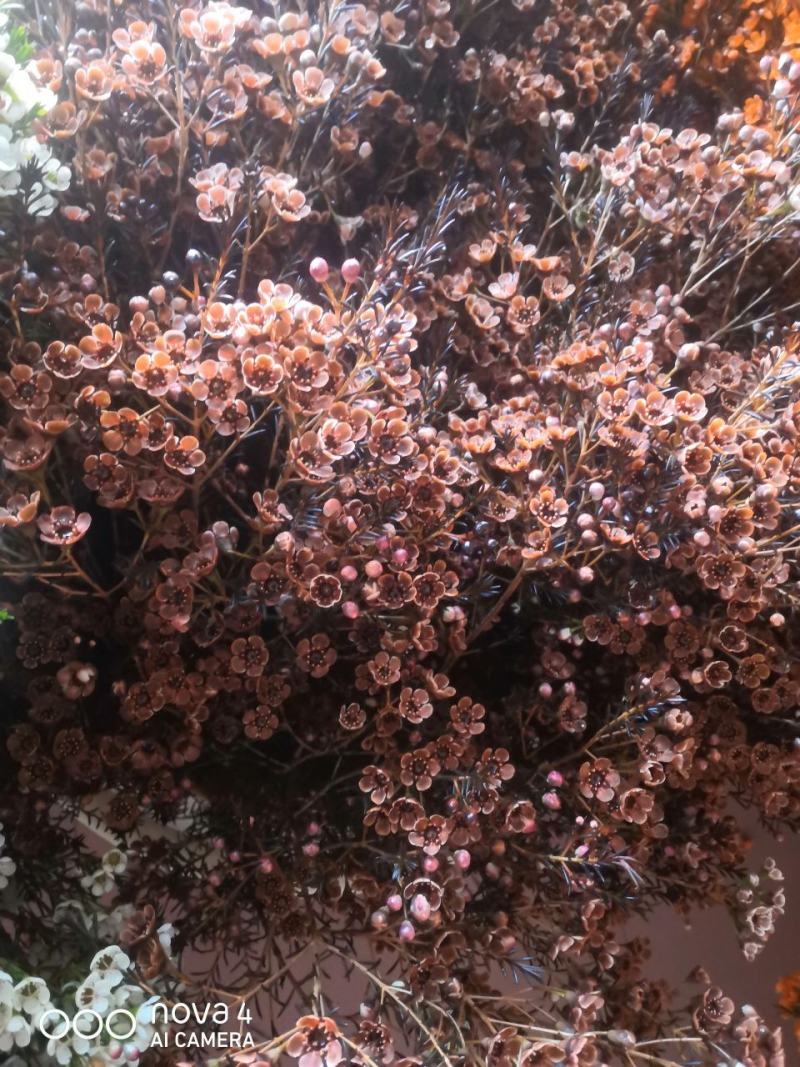 美美滴澳洲腊梅