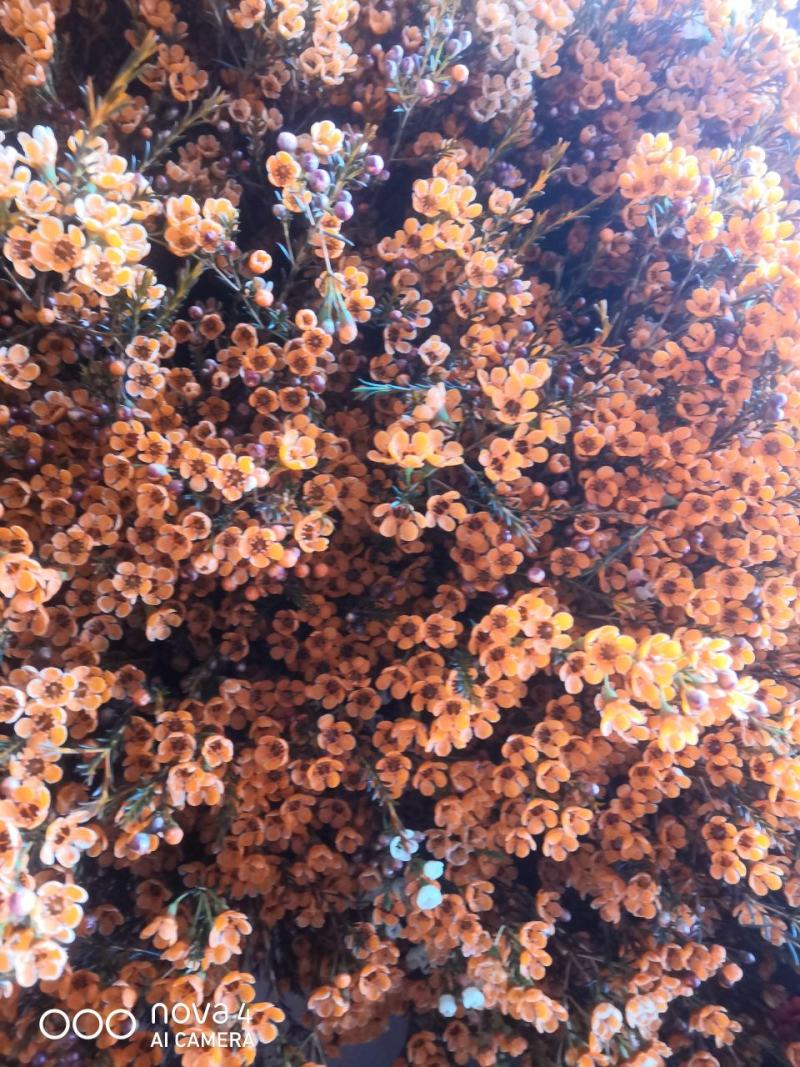 美美滴澳洲腊梅