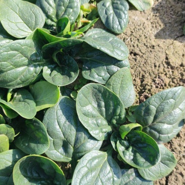 精品趴地菠菜大量上市
