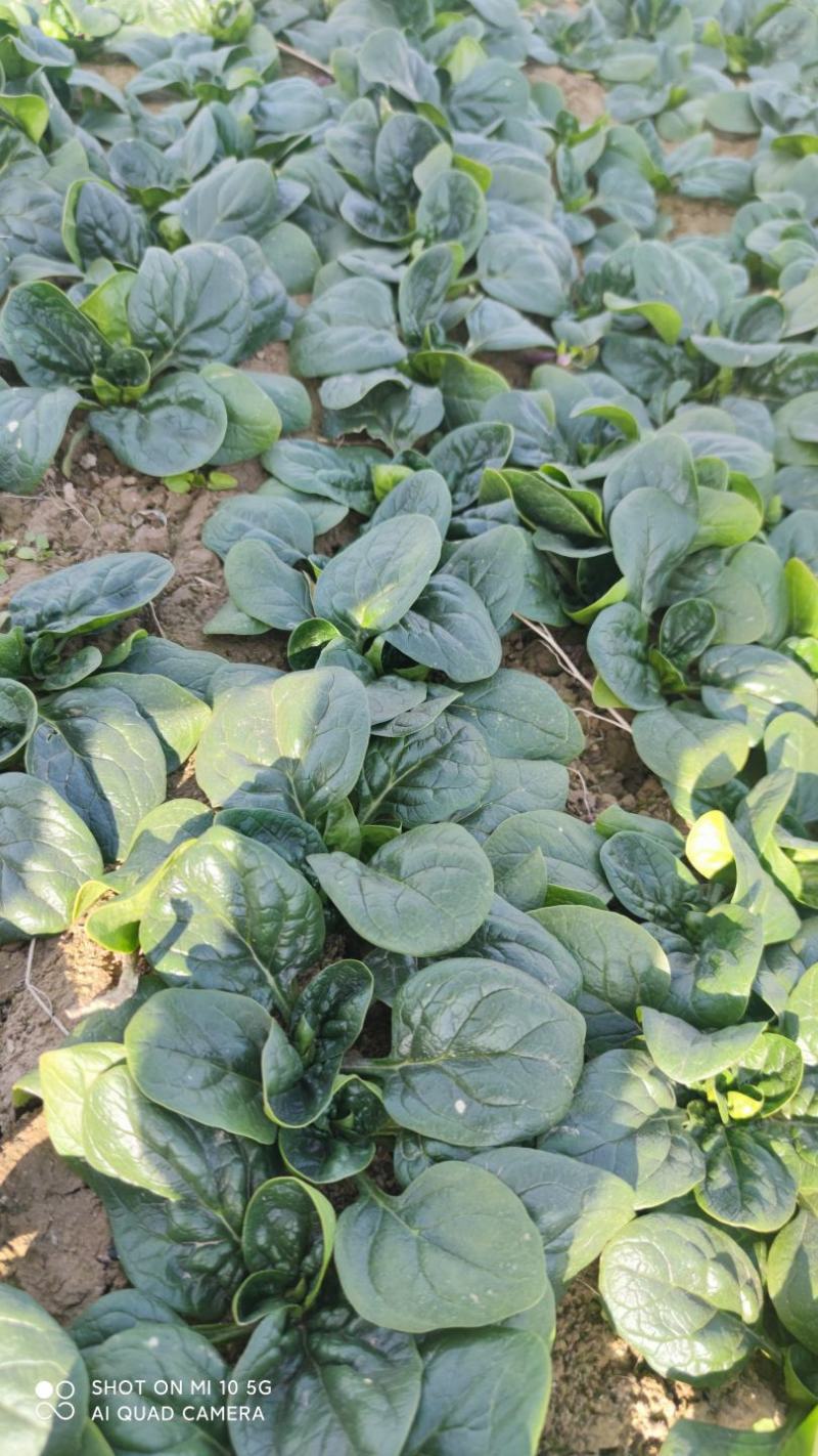 精品趴地菠菜大量上市