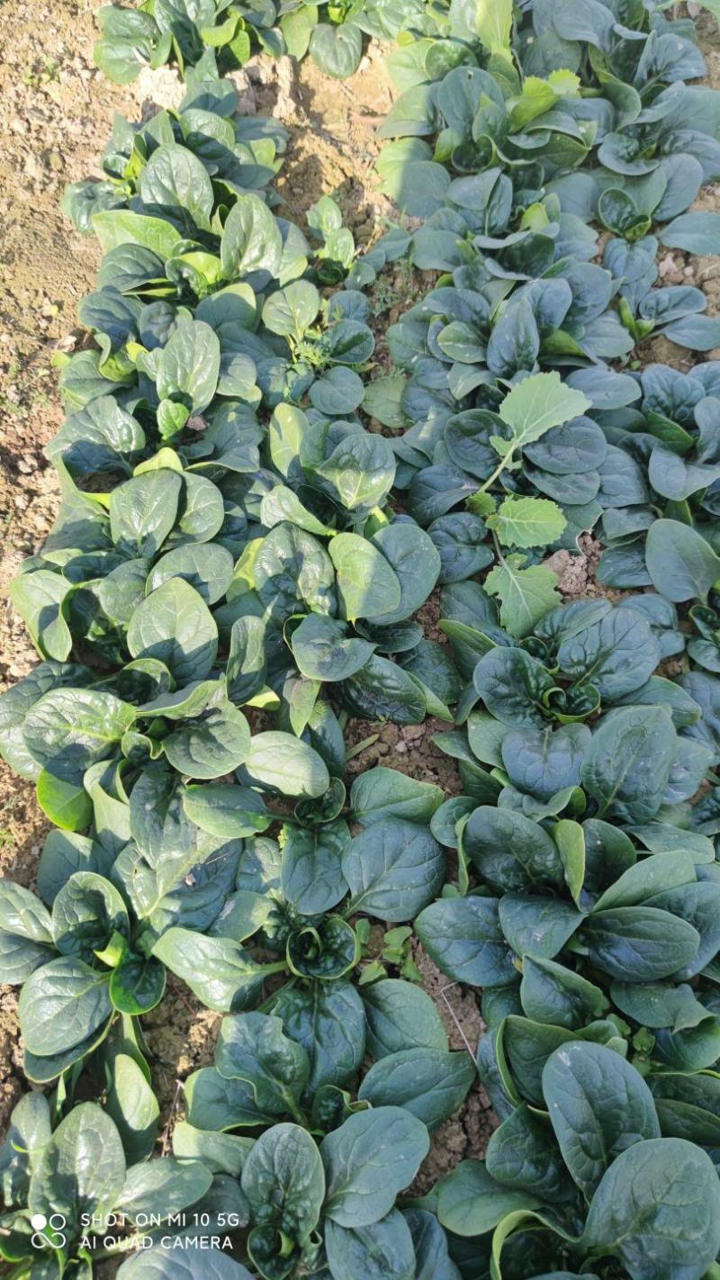 精品趴地菠菜大量上市