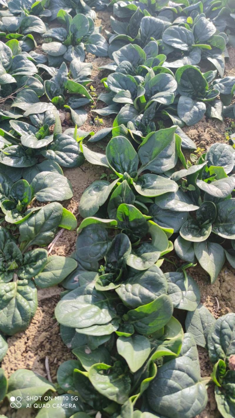 精品趴地菠菜大量上市