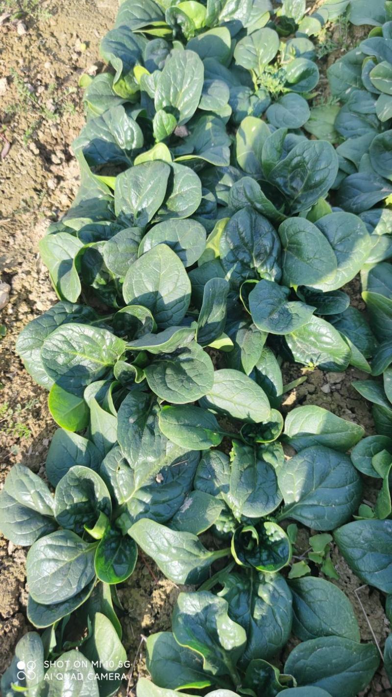 精品趴地菠菜大量上市