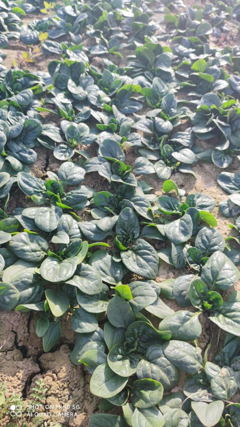 精品趴地菠菜大量上市