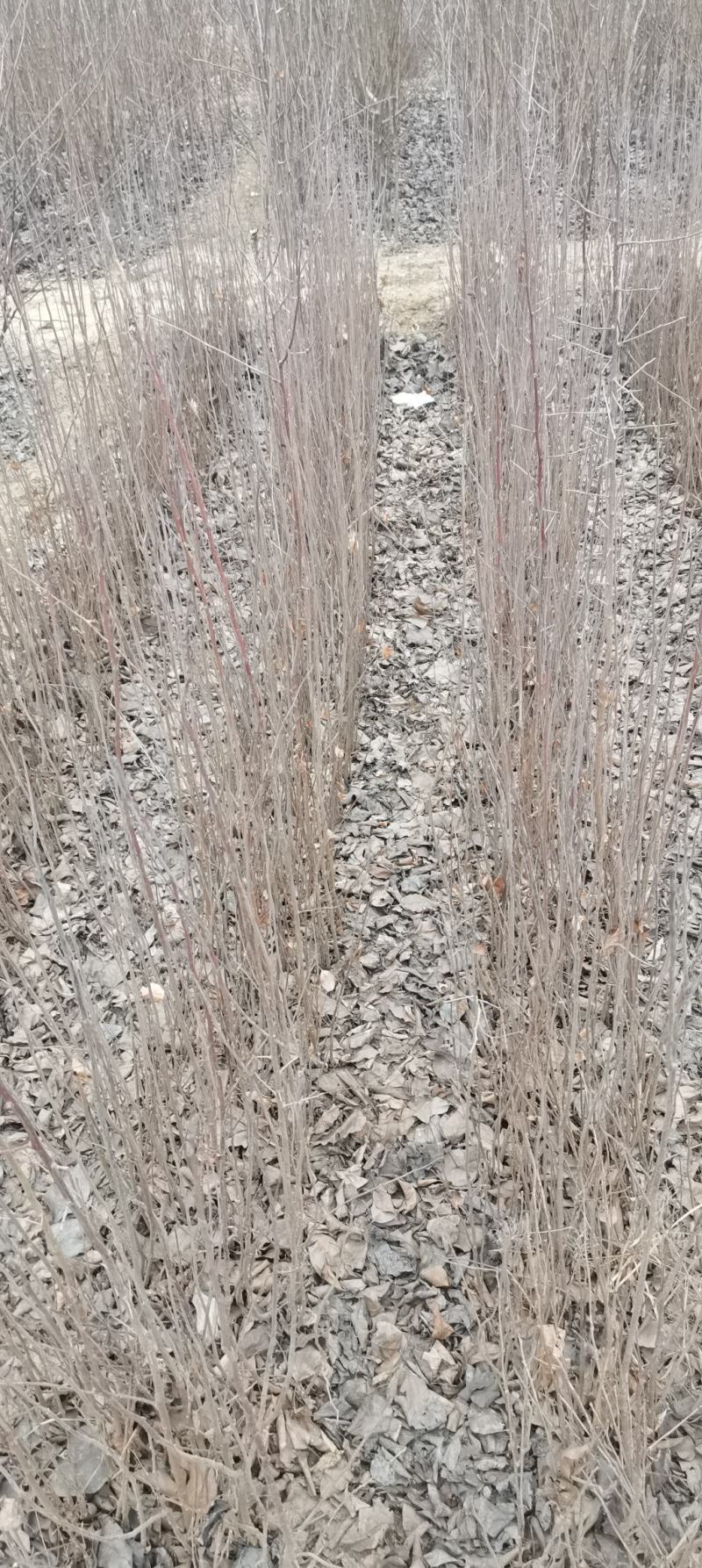 山丁子苗，嫁接苹果苗的砧木自产自销，保证质量