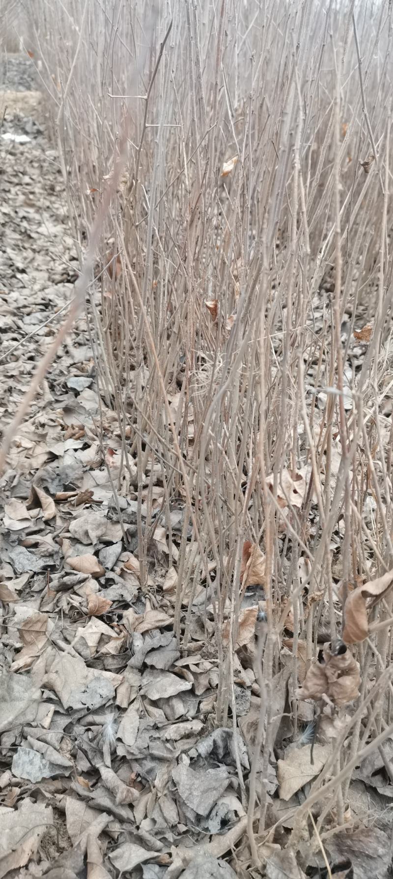 山丁子苗，嫁接苹果苗的砧木自产自销，保证质量