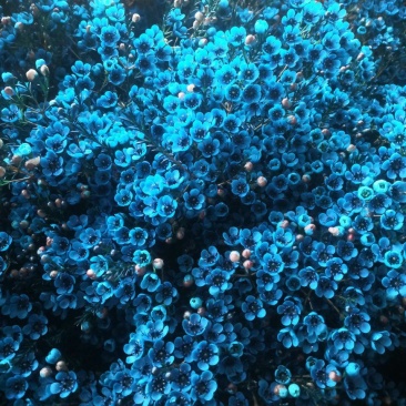 美美滴澳洲腊梅