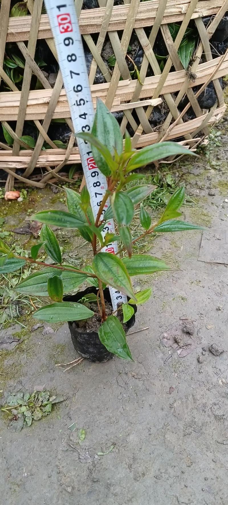 巴西野牡丹紫牡丹
