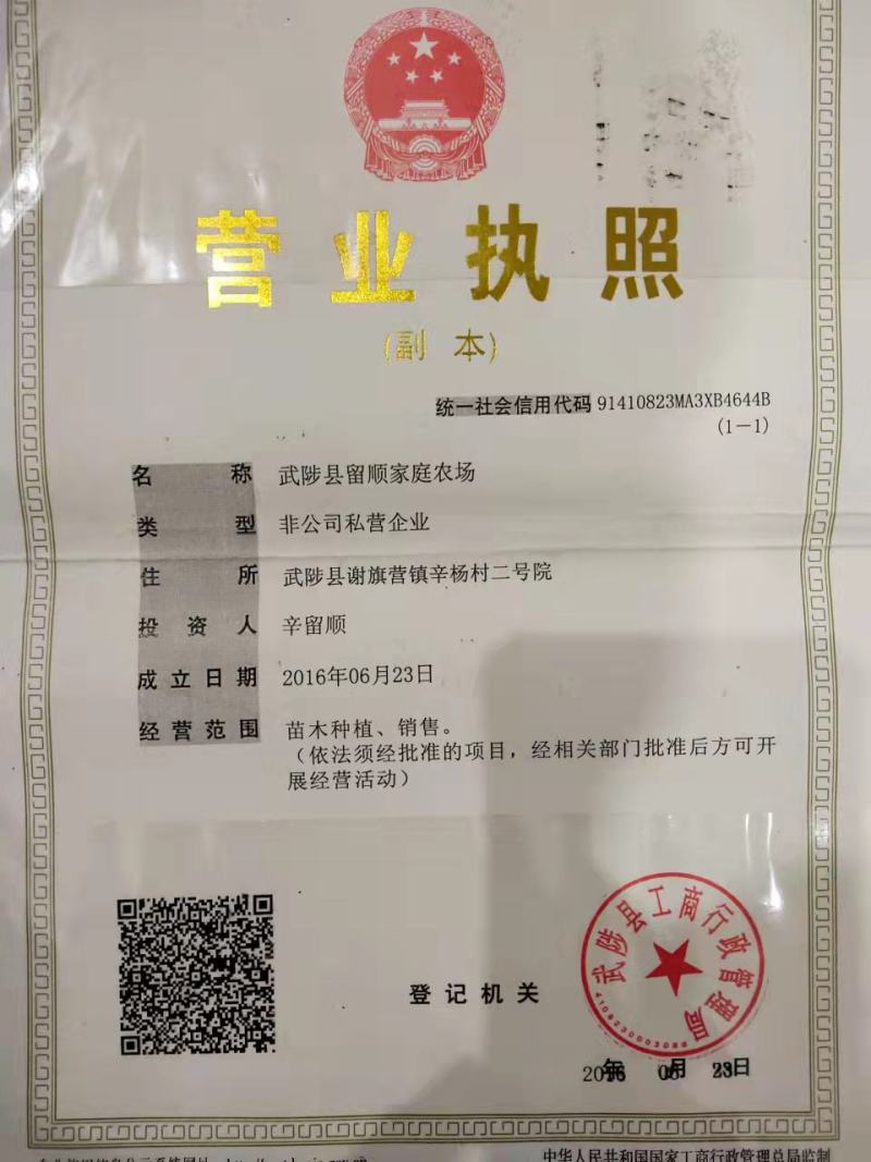 河南梨树苗嫁接秋月，酥翠，晚秋精心嫁接定植栽培见果采接穗