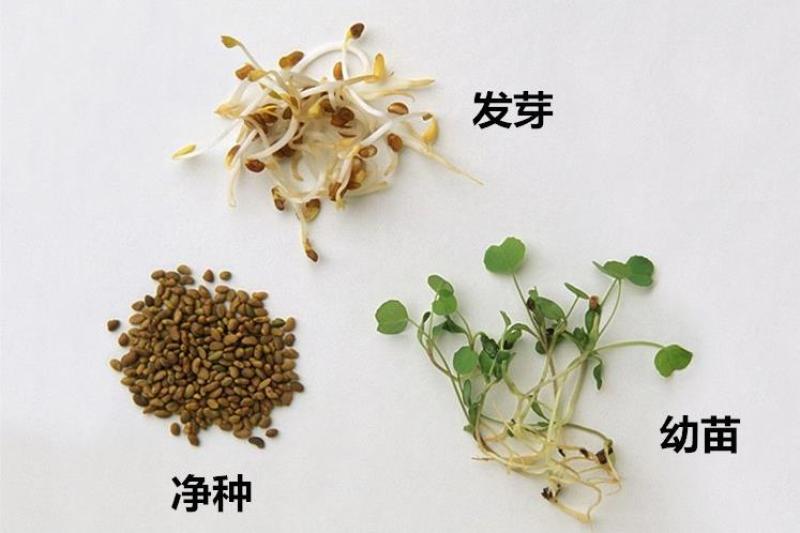 紫花苜蓿种子多年生苜蓿种子四季高产猪牛羊鸡鱼牧草绿肥蜜源