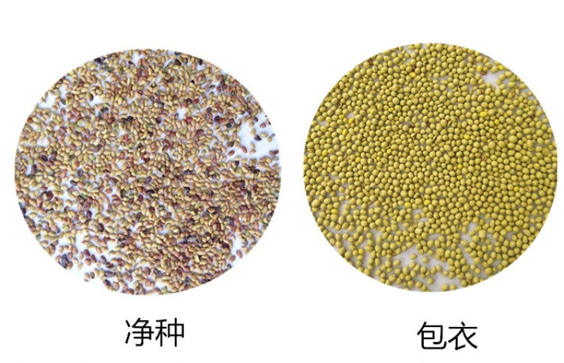 紫花苜蓿种子多年生苜蓿种子四季高产猪牛羊鸡鱼牧草绿肥蜜源