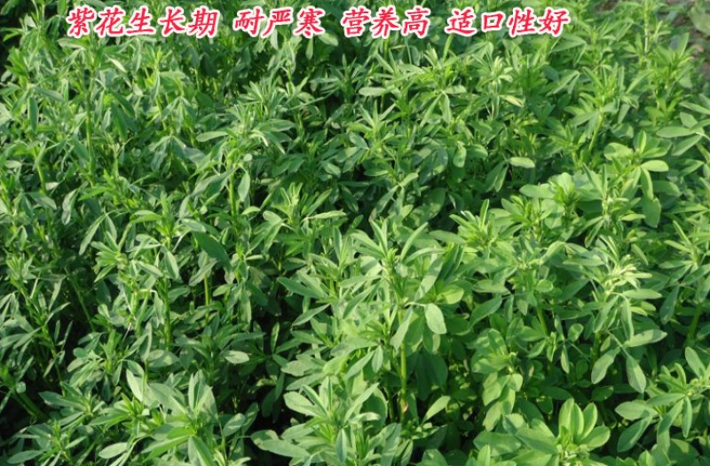 紫花苜蓿种子多年生苜蓿种子四季高产猪牛羊鸡鱼牧草绿肥蜜源