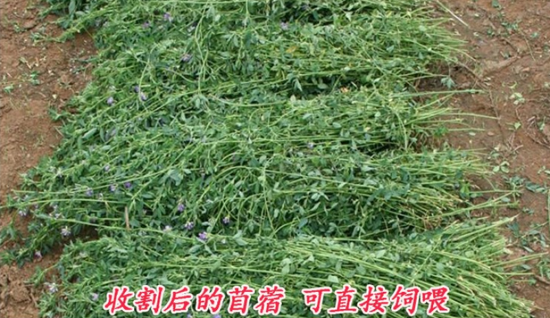 紫花苜蓿种子多年生苜蓿种子四季高产猪牛羊鸡鱼牧草绿肥蜜源
