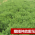 紫花苜蓿种子多年生苜蓿种子四季高产猪牛羊鸡鱼牧草绿肥蜜源