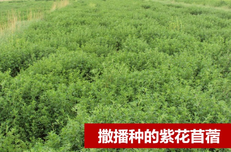 紫花苜蓿种子多年生苜蓿种子四季高产猪牛羊鸡鱼牧草绿肥蜜源