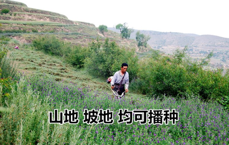 紫花苜蓿种子多年生苜蓿种子四季高产猪牛羊鸡鱼牧草绿肥蜜源