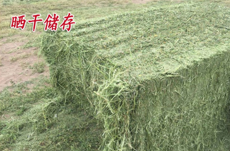 紫花苜蓿种子多年生苜蓿种子四季高产猪牛羊鸡鱼牧草绿肥蜜源