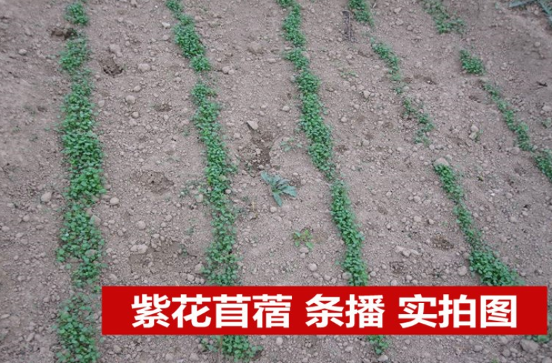 紫花苜蓿种子多年生苜蓿种子四季高产猪牛羊鸡鱼牧草绿肥蜜源