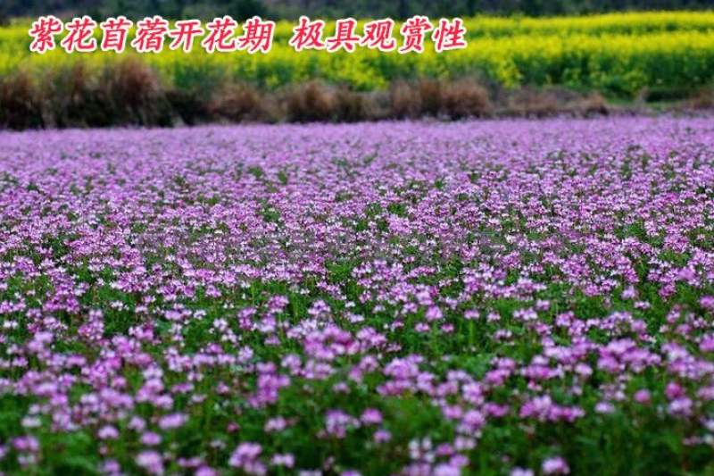 紫花苜蓿种子多年生苜蓿种子四季高产猪牛羊鸡鱼牧草绿肥蜜源