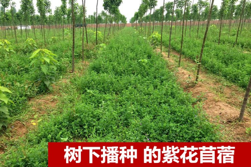 紫花苜蓿种子多年生苜蓿种子四季高产猪牛羊鸡鱼牧草绿肥蜜源