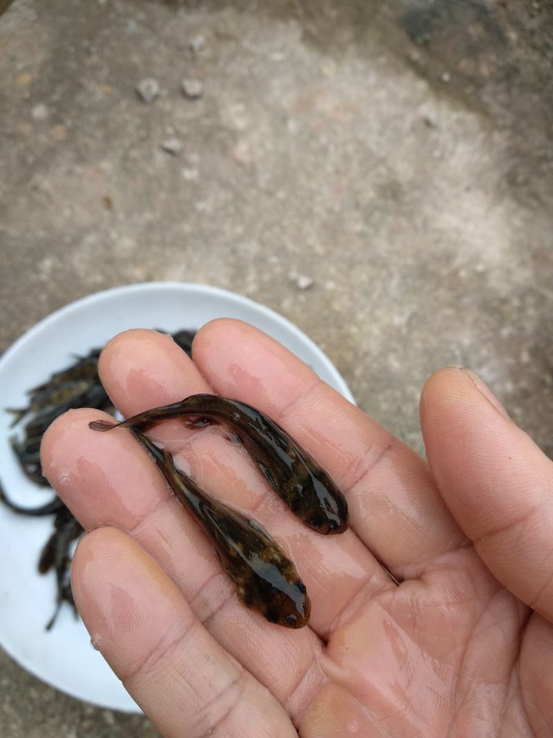 常年大量批发供应黄骨鱼苗，量大从优，无病毒，欢迎各位购。