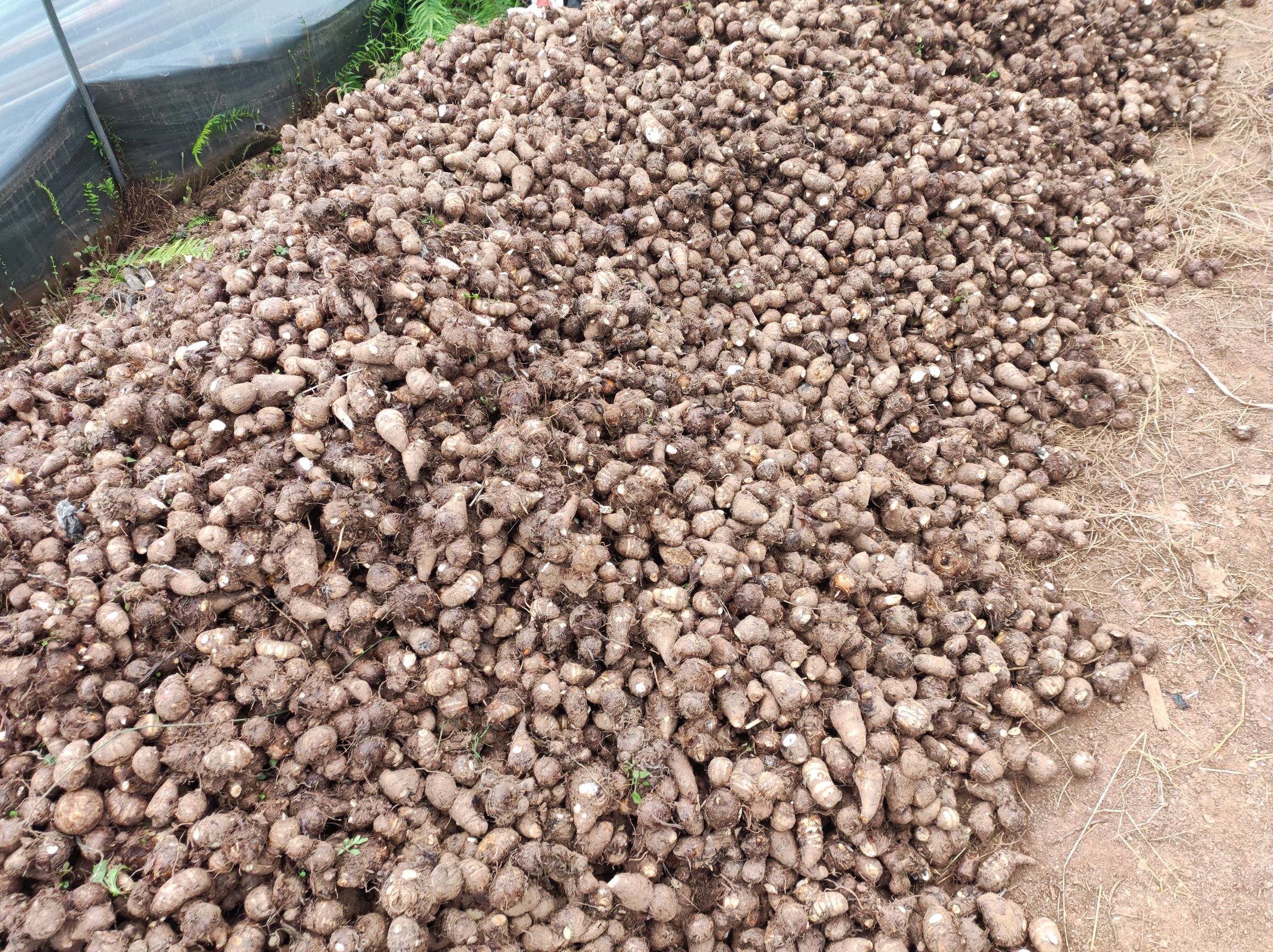 展示毛芋头与其他常见芋头品种在外观上的差异 毛芋头与其他芋头品种对比图