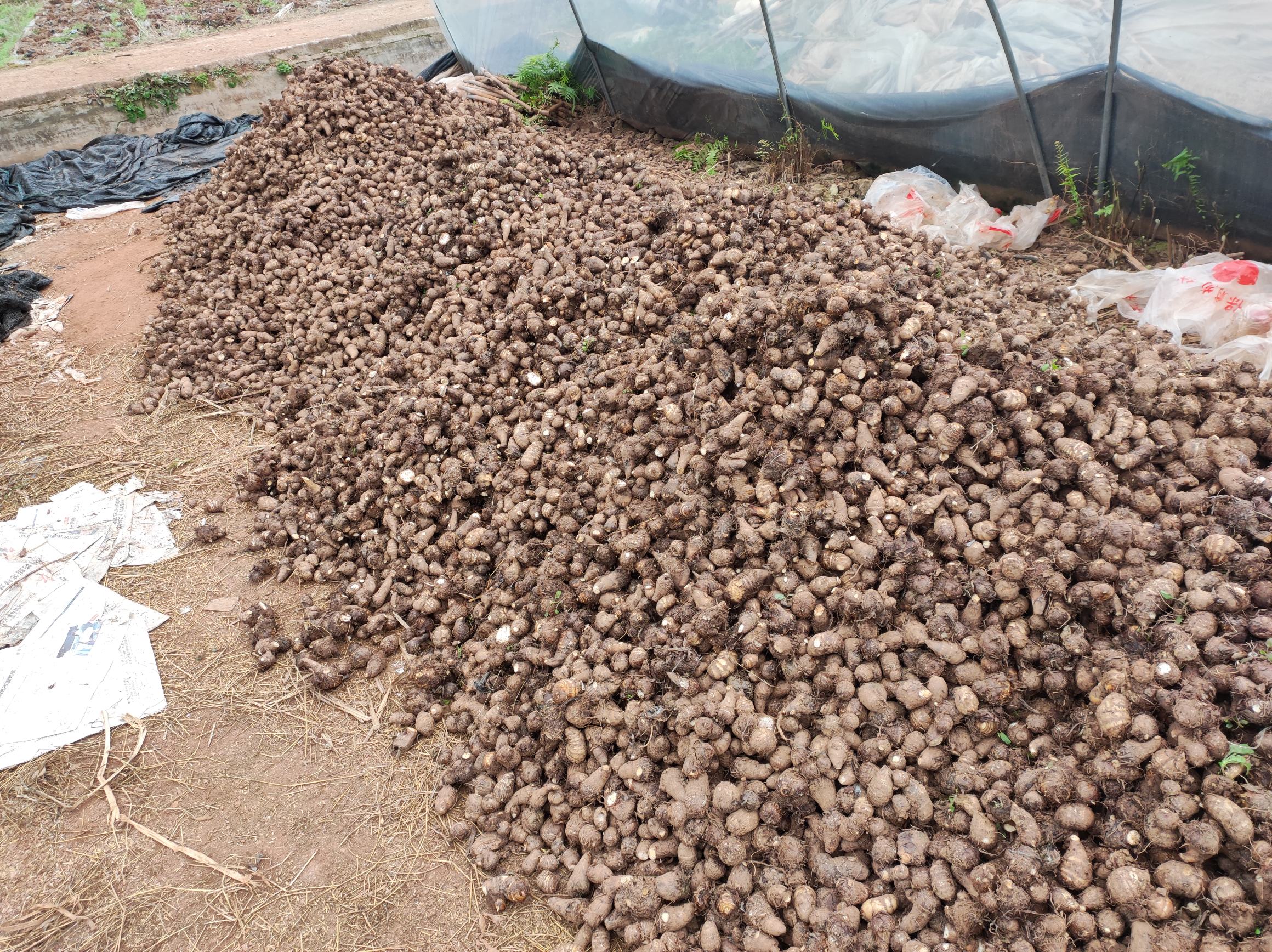 南方毛芋头播种现场