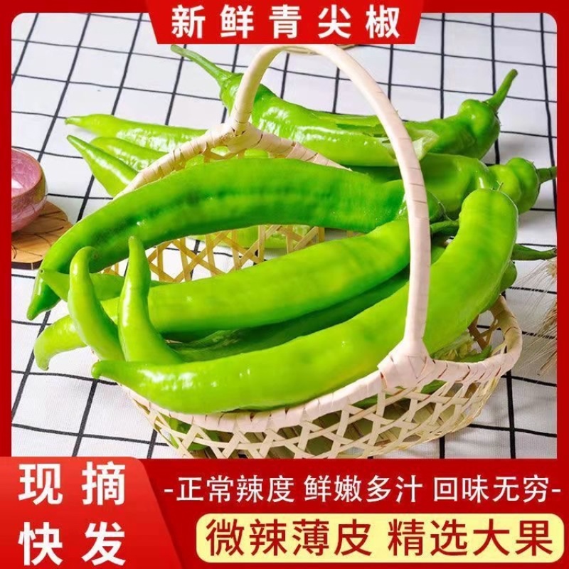 尖椒黄皮尖椒长期供应商需要合作！长期合作！