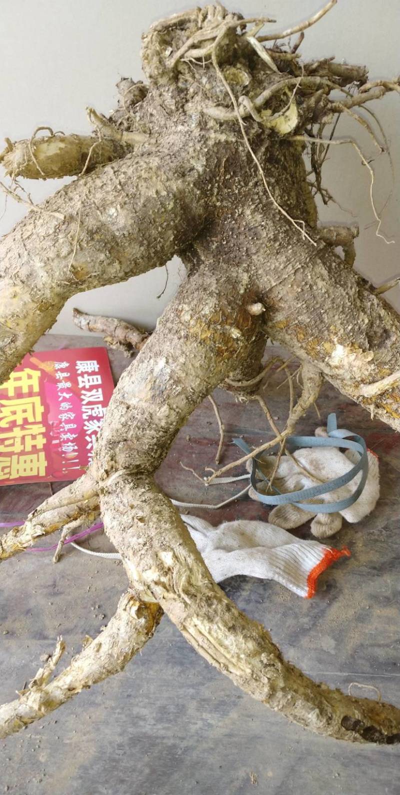 鲜苦参大统货10年左右，高含量2.2，直条，土干净